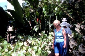 1997 02 #051 Tropical Forest