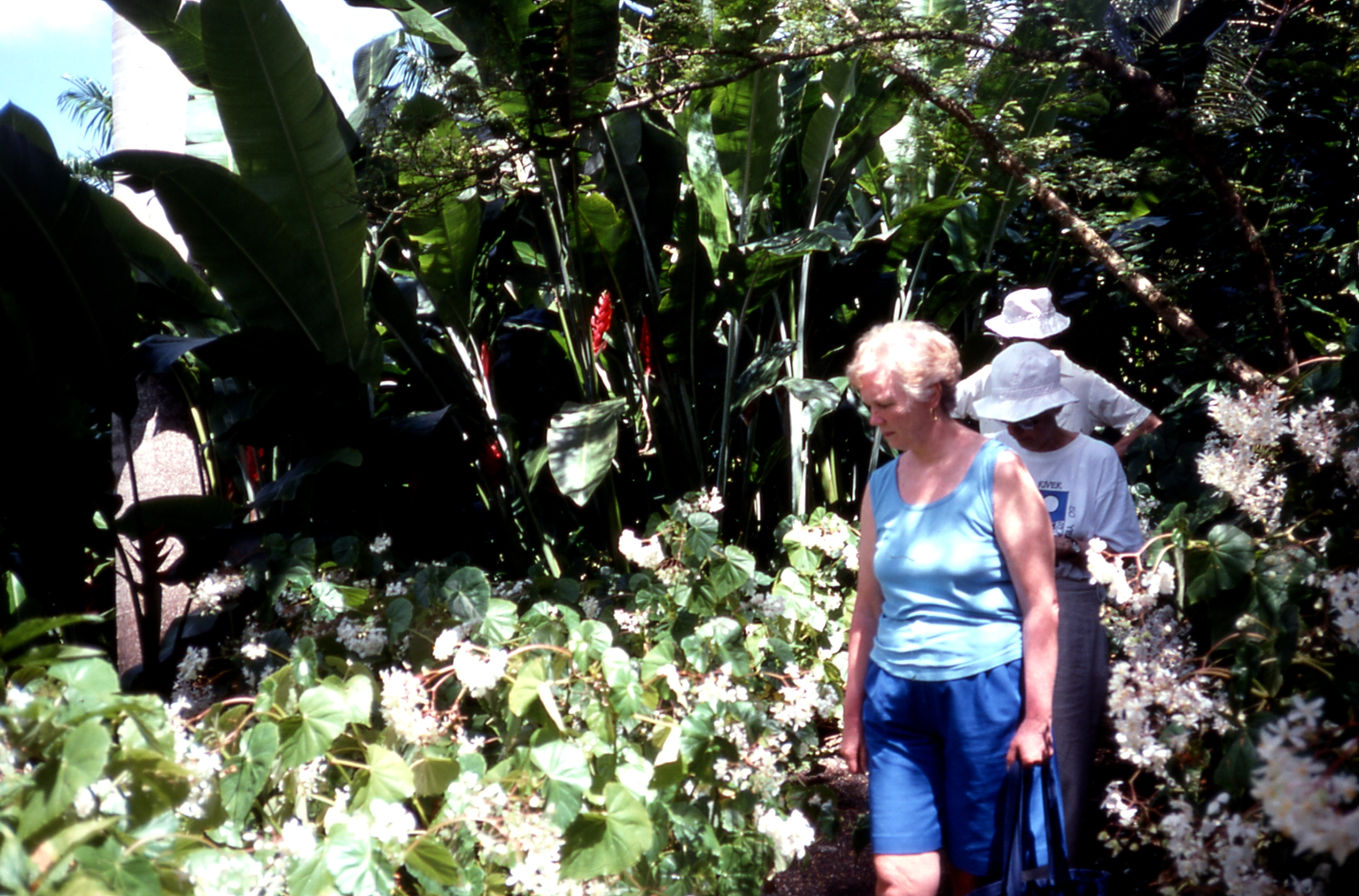 1997 02 #051 Tropical Forest